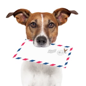 Mail your pre-stamped dog  DNA test kit back to us