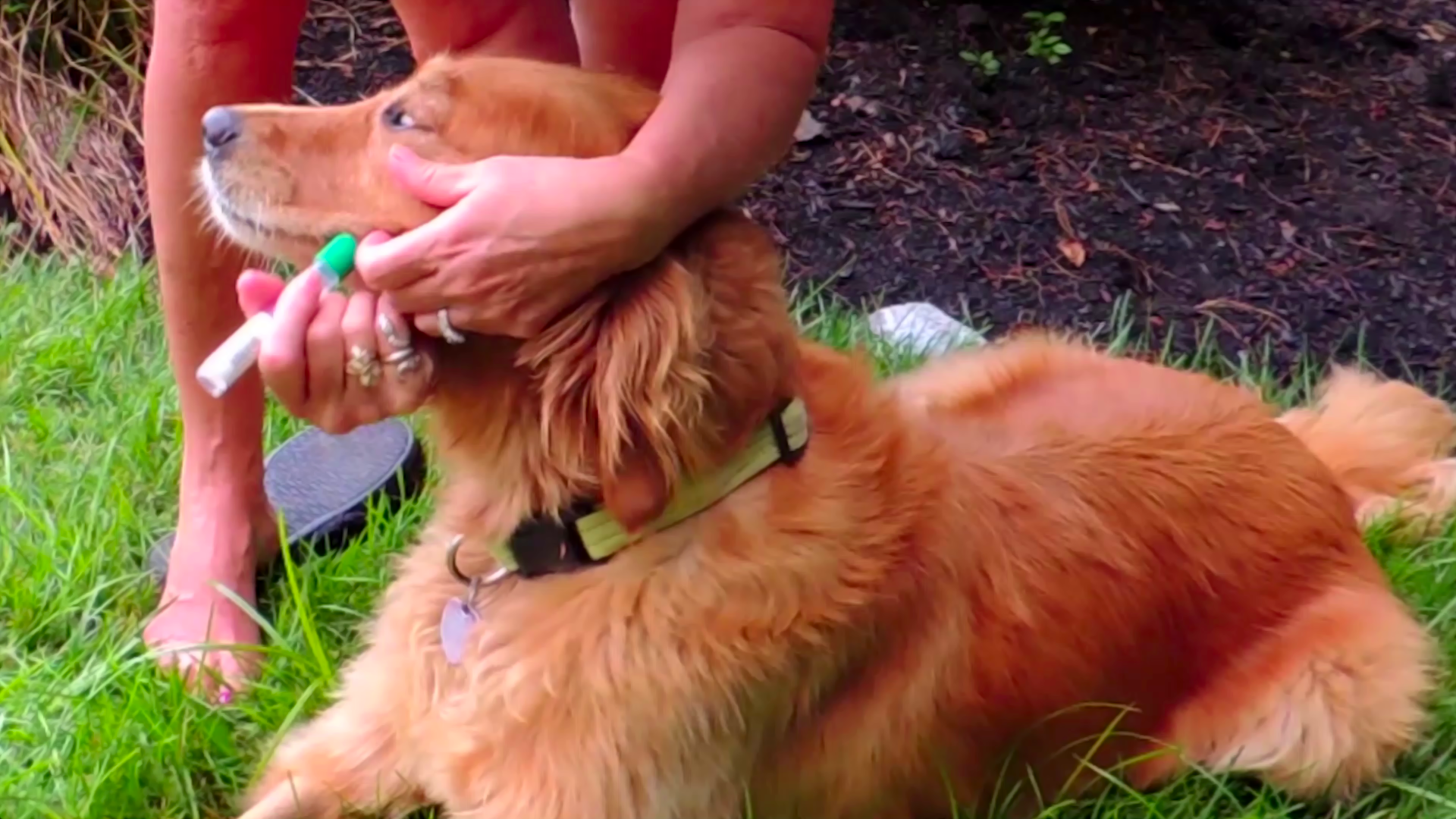 Steps To Collect Your Dog’s  DNA Saliva Sample