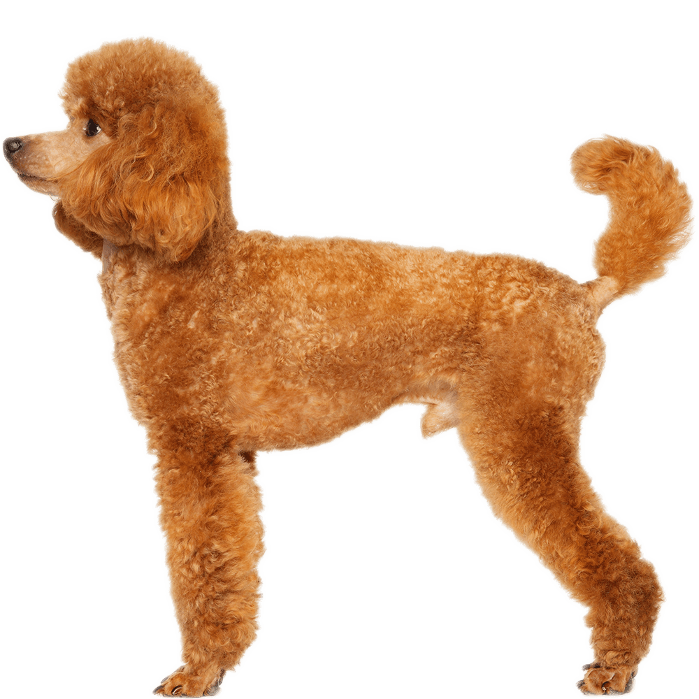 Poodle (Miniature and Toy)